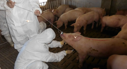 La UE endurece las medidas para controlar el brote de gripe porcina africana en Barcelona.
