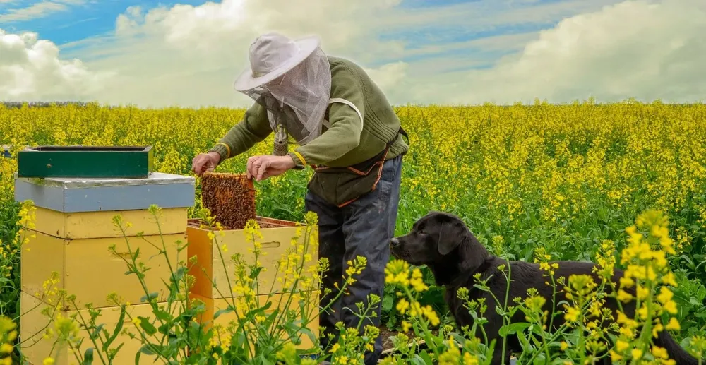 Producción apícola en campos con colza.