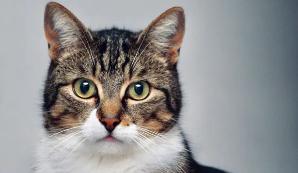 Foto de archivo de un gato