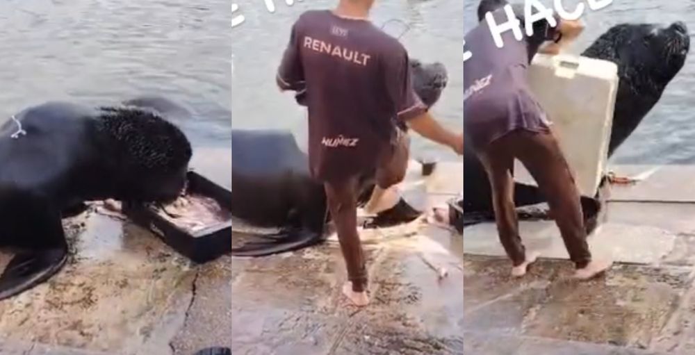 Ataque a lobo marino en Maldonado