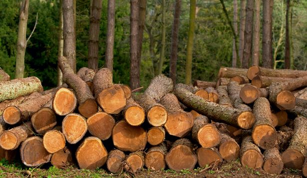 FAO publicó el informe Datos y cifras globales de productos forestales 2023.