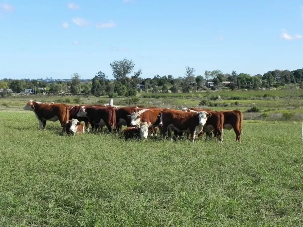 Son 150 las empresas ganaderas monitoreadas por el Instituto Notion Agropecuario