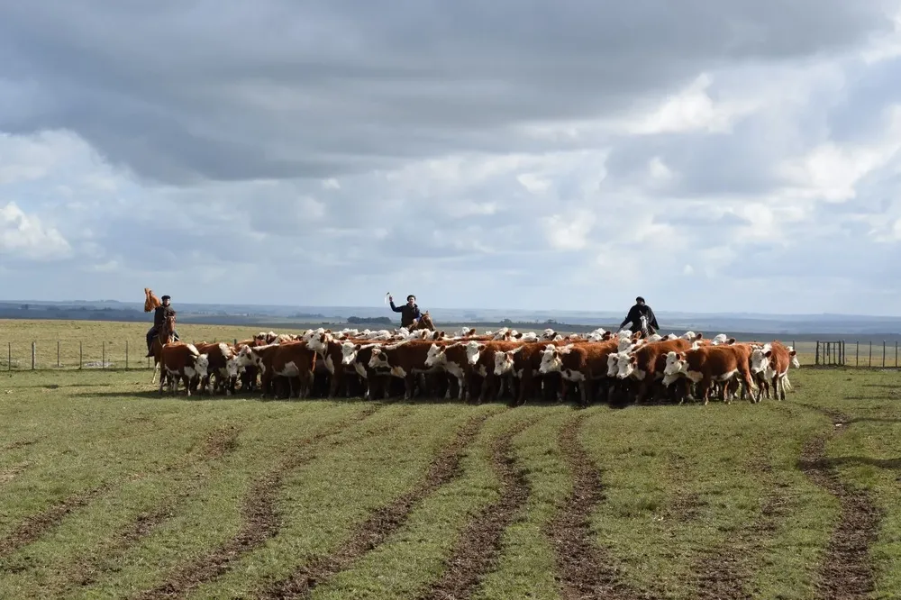 Producción ganadera en campos de Lavalleja.