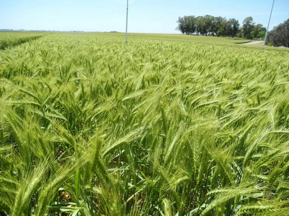 Recomiendan monitorear periodicamente la sanidad de cultivares de trigo y cebada