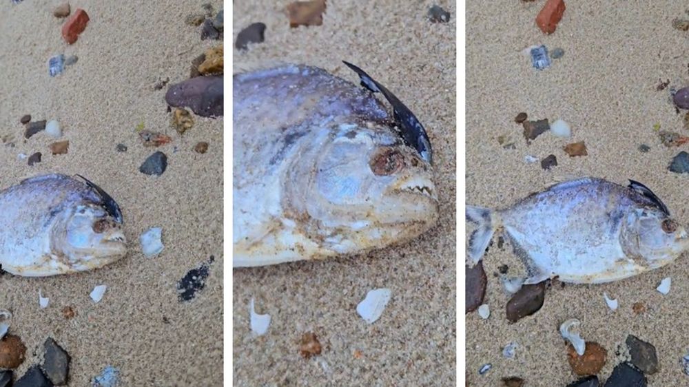 Piraña muerta en Piriápolis