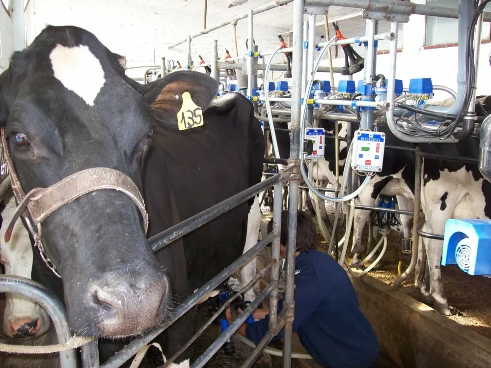 Productores lecheros esperan un ajuste en el precio de la leche
