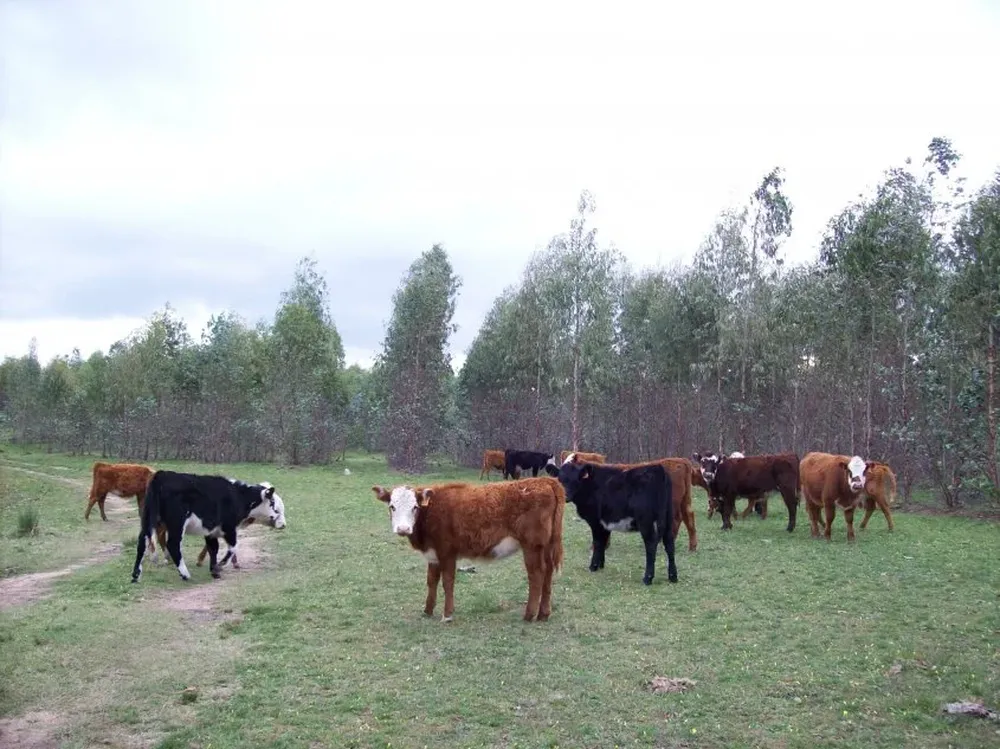 La peste bovina nunca afectó a las Américas pero advierten sobre la necesaria prevención