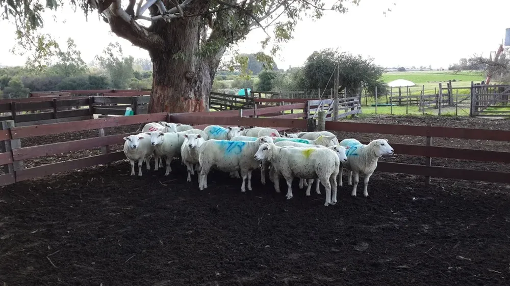 La faena de ovinos creció 9% en lo que va de 2014