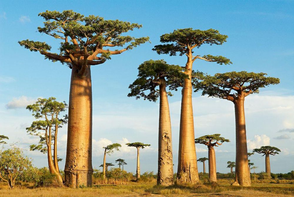 Los árboles de baobab fueron una de las muchas maravillas que fascinaron a Tom en su infancia y adolescencia.