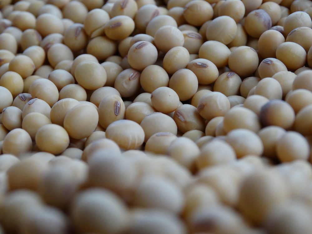 Soja producida en Uruguay.