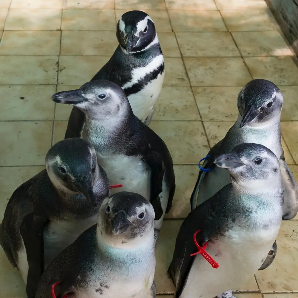 En 45 días Socobioma debe encontrar un nuevo terreno o deberá cerrar su centro de rehabilitación.