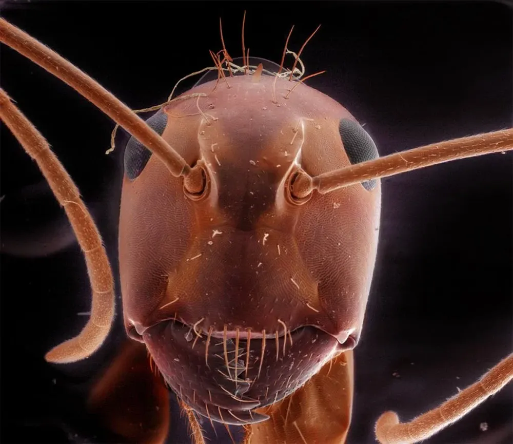 Hormiga encontrada en el patio