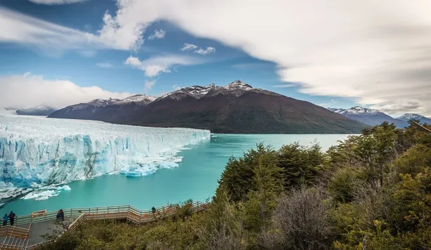 Calafate en la Patagonia argentina
