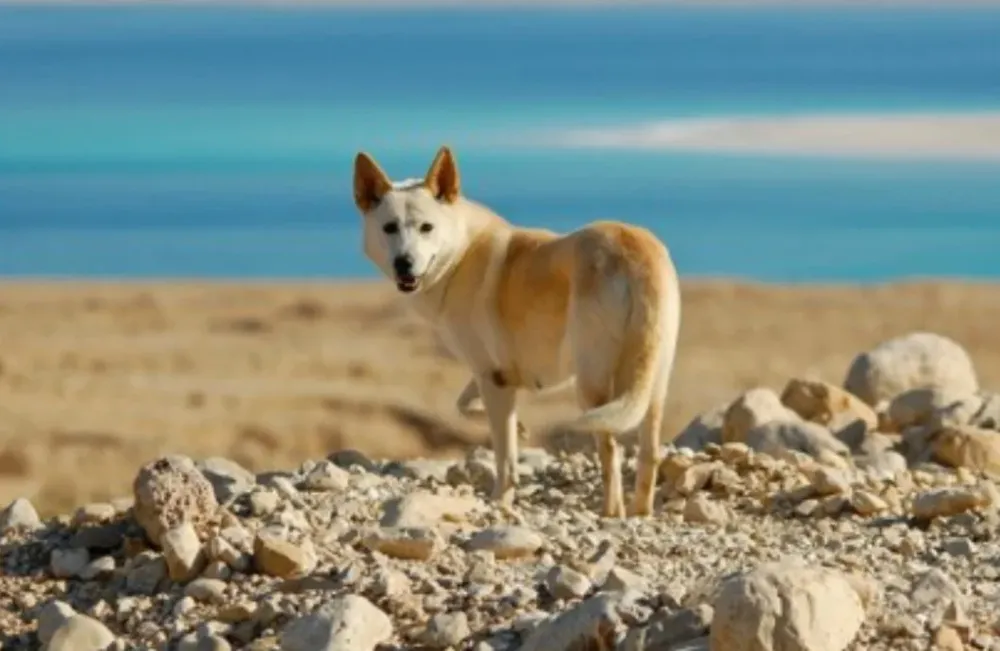 El canaán es la raza canina nacional de Israel