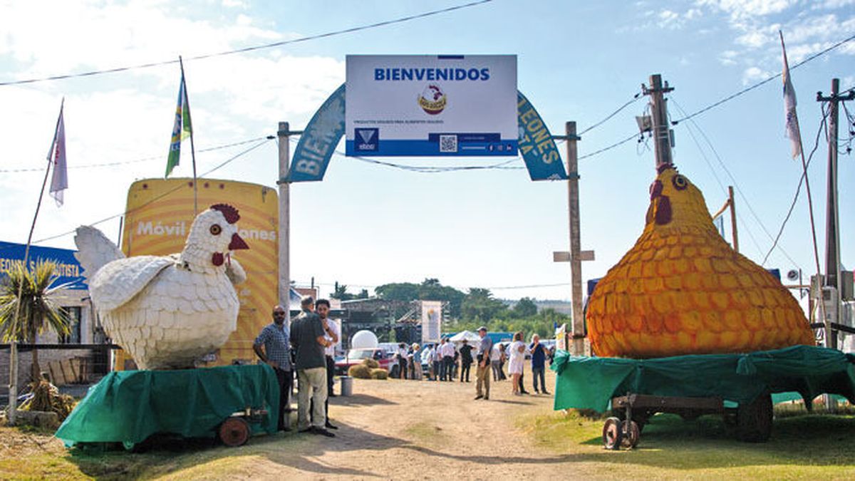 Avance de la gripe aviar en Uruguay: MGAP pidió cancelación inmediata de la Fiesta del Pollo y la Gallina