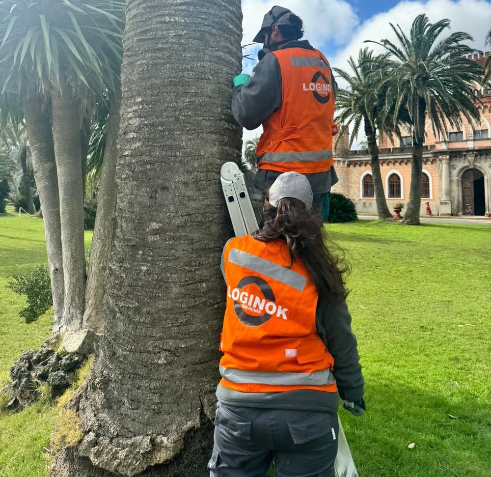 Maldonado: para la intendencia se una prioridad evitar que aumenten los daños por ataque de picudo rojo.