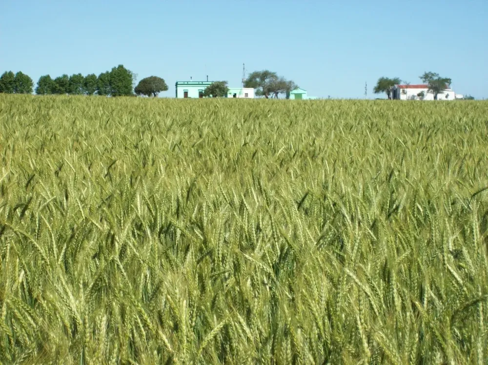 Diputados pidieron declaración de emergencia agropecuaria para Colonia, Soriano, Río Negro, San José, Flores y Florida.