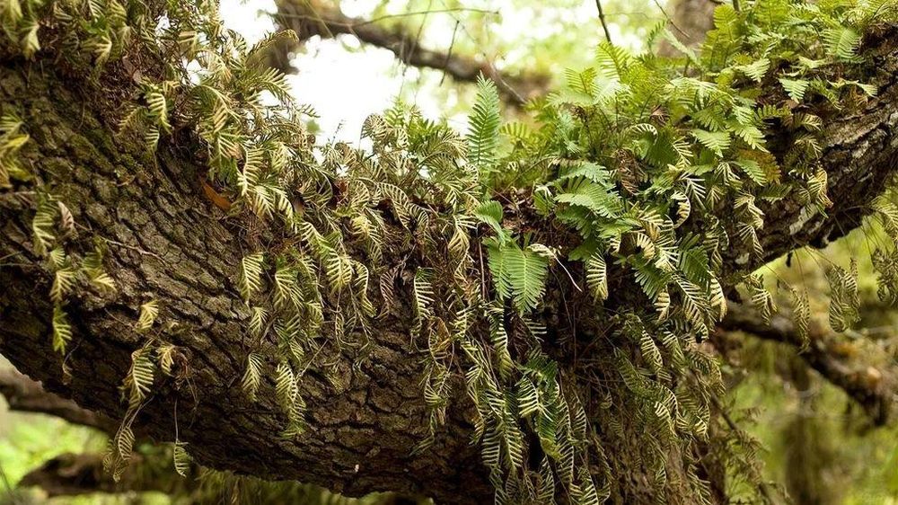 Los helechos de resurrección son más comunes que las plantas con flores de resurrección, pero sus genes también están más alejados de los cultivos que los humanos usan como alimento.