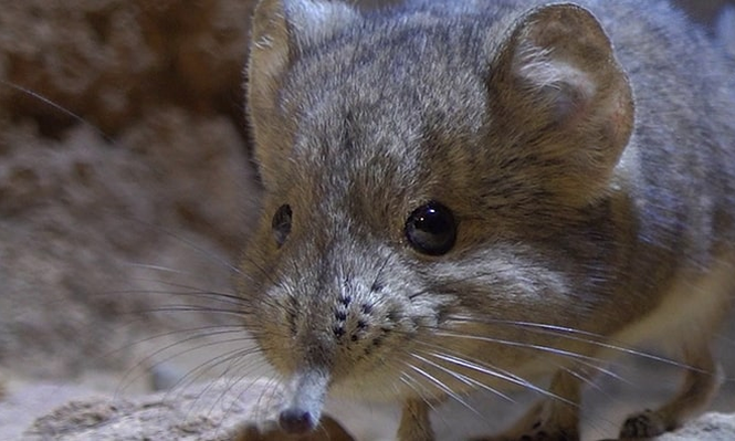 Una de las musarañas elefante del Bioparc en Valencia.