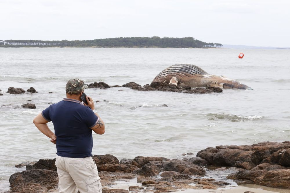 La ballena encallada en Punta del Este