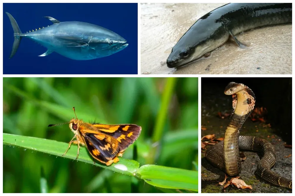Cuatro de las nuevas especies amenazadas de izquierda a derecha, de arriba hacia abajo: el atún rojo del Pacífico (Thunnus orientalis), la anguila americana (Anguilla rostrata), la mariposa dardo de hierba negra de Australia (Ocybadistes knightorum) y la cobra de la China (Naja atra)