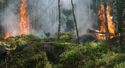 Incendios forestales, un riesgo para la biodiversidad.