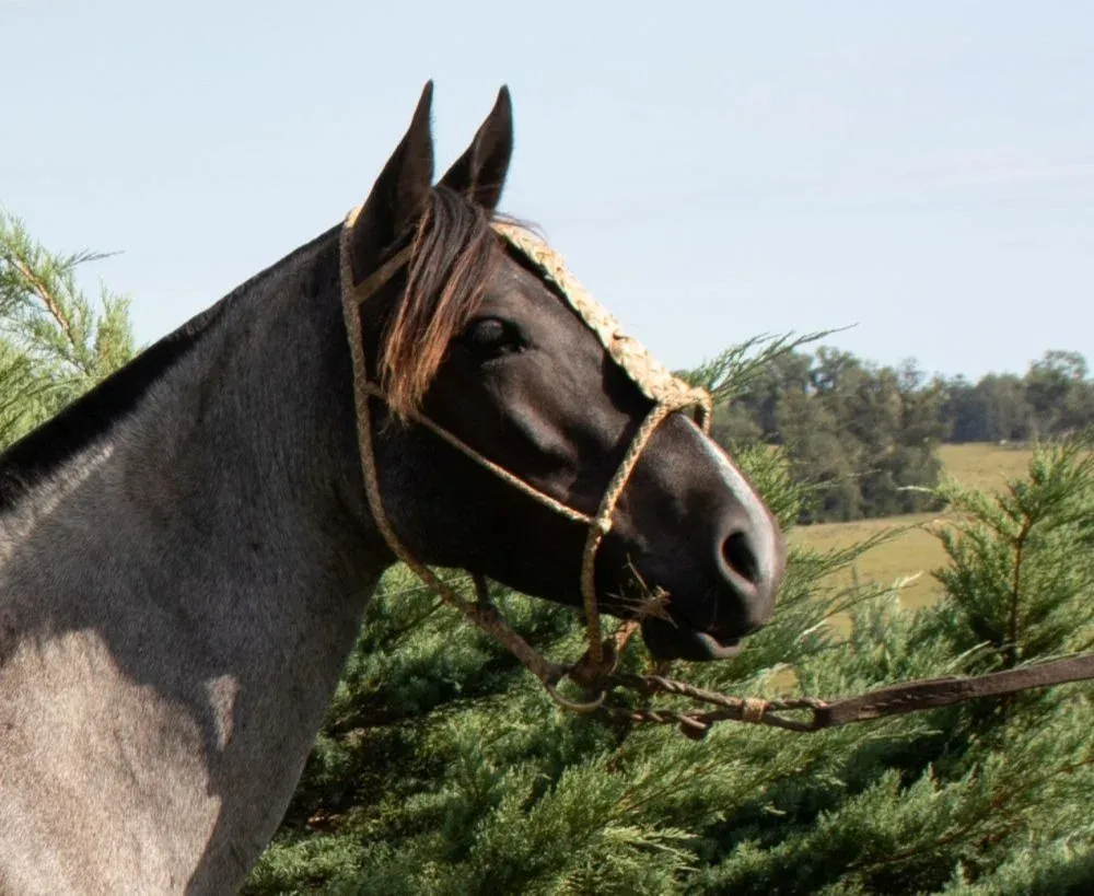 Zambrano & Cía colaborará en una venta de Criollos en Nico Pérez.