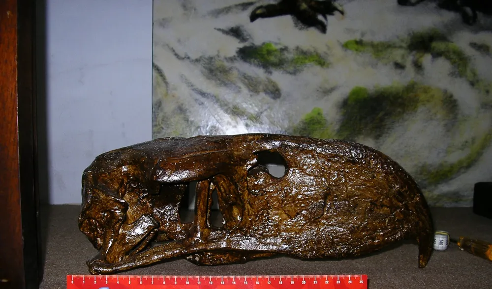 Réplica de un cráneo de un ave del terror que se encuentra en el Museo Bernardino Rivadavia de Argentina