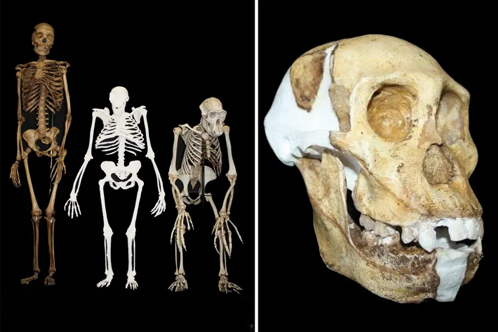 Izquierda: esqueleto de un humano moderno femenino (izquierda), un Australopithecus sediba (centro) y un chimpancé masculino. Derecha: Reconstrucción del cráneo y mandíbula de un ejemplar de Australopithecus sediba.