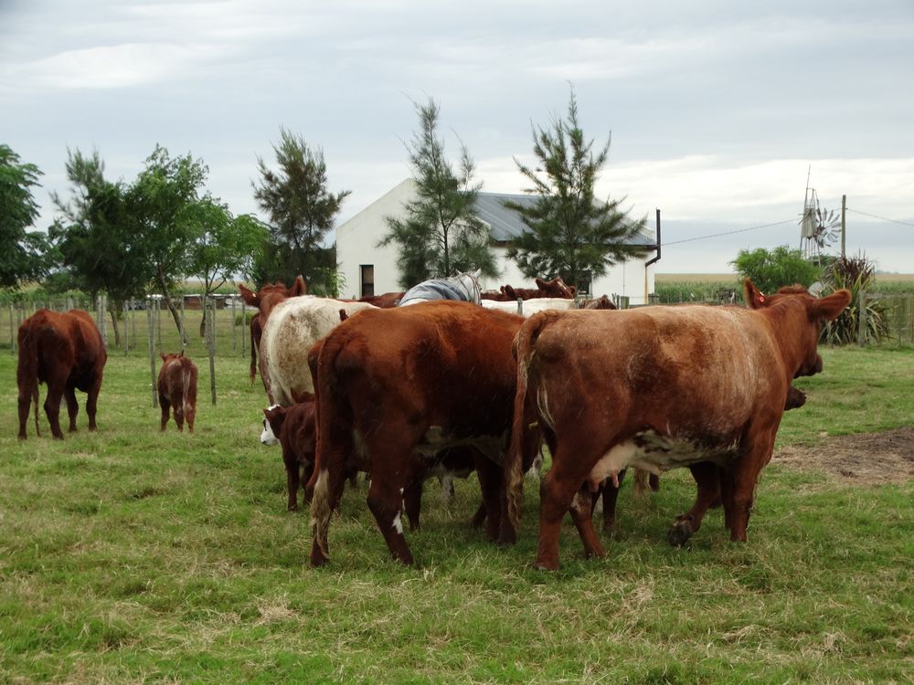 MGAP: nueva medida para el ejercicio veterinario en ganadería.