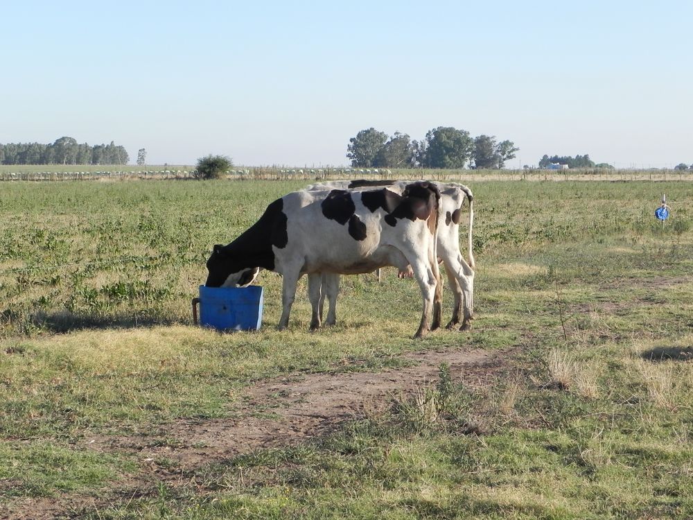 Sequía: gran parte de la cuenca de mayor peso está en zona de emergencia agropecuaria por el déficit hídrico, pero la remisión de leche no cede y logra niveles récord.