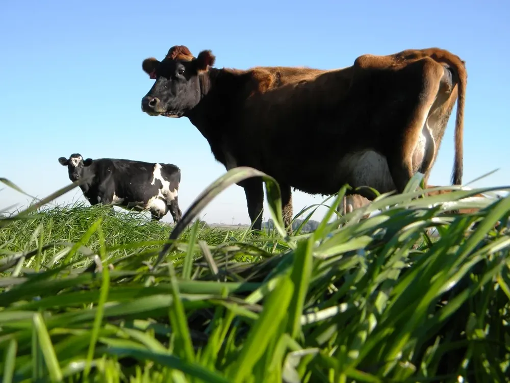 Llega la primavera, tradicional pico productivo en lechería.