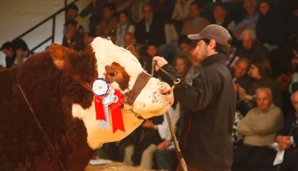 El Gran Campeón Polled Hereford vale lo que pesa