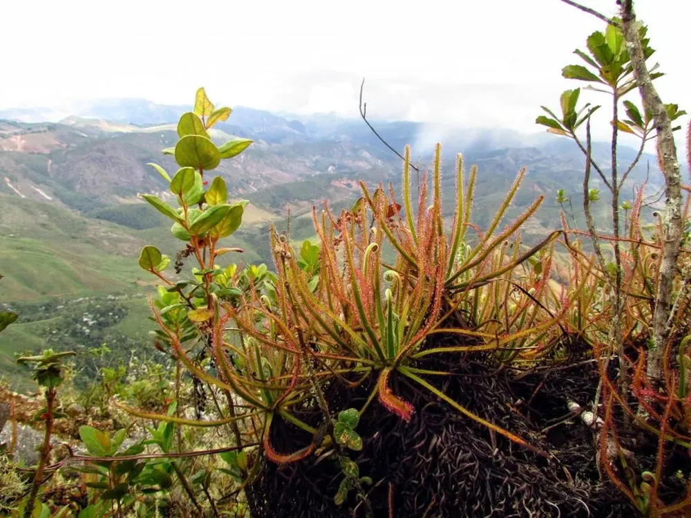 Drosera magnifica