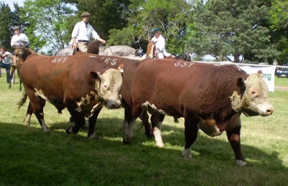 Con el crecimiento de la cría, este año tendrá relevancia la evaluación de los toros.