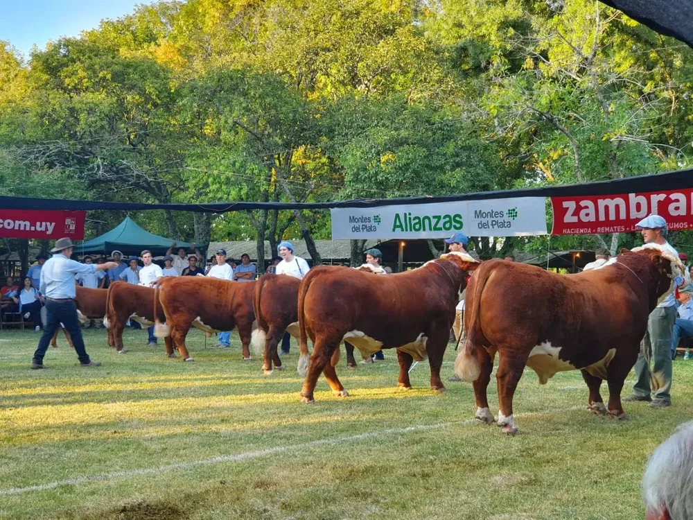 Fila final de ejemplares Hereford.
