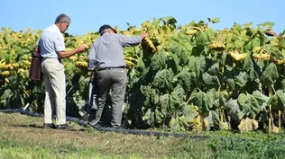 Área demostrativa, con girasol, en la Expo Rural Melilla.