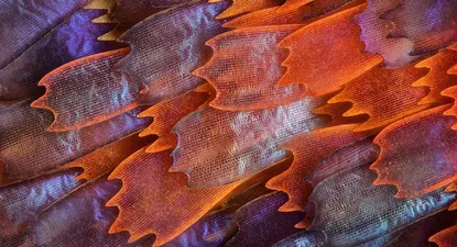 El Observador | 0000345803.webp