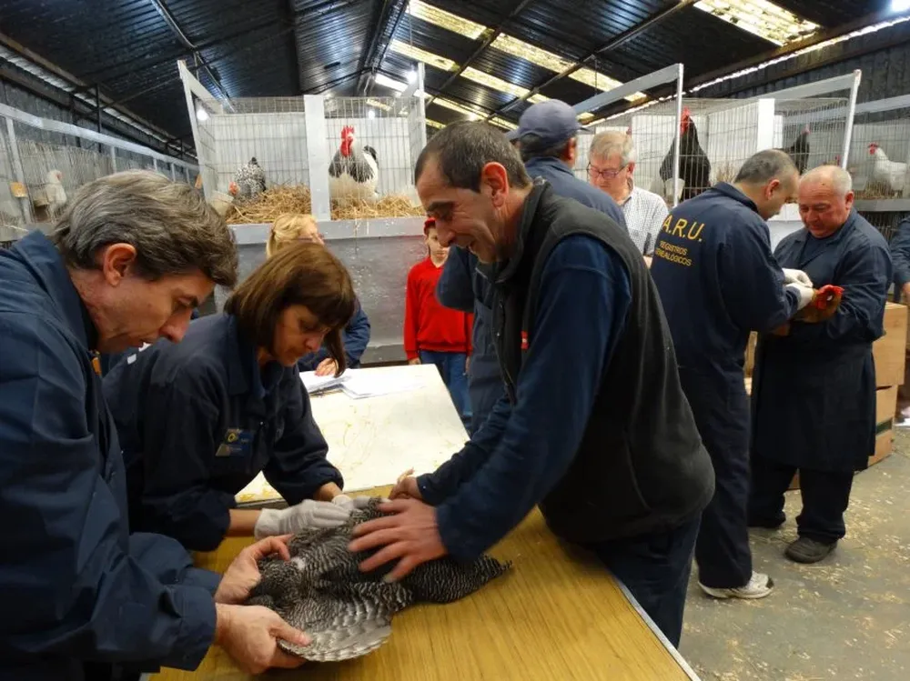 Las aves que llegaron para la jura ocupan 530 jaulas en el galpón.