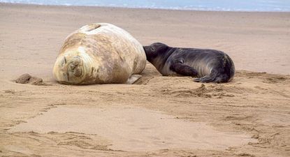 registran un inusual nacimiento de elefantes marinos del sur en la costa bonaerense