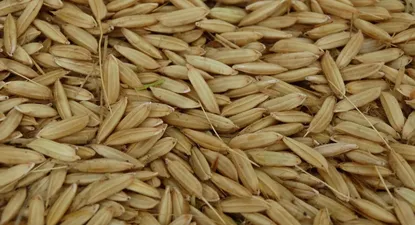 Arroz con cáscara previo a ir a la fase industrial.