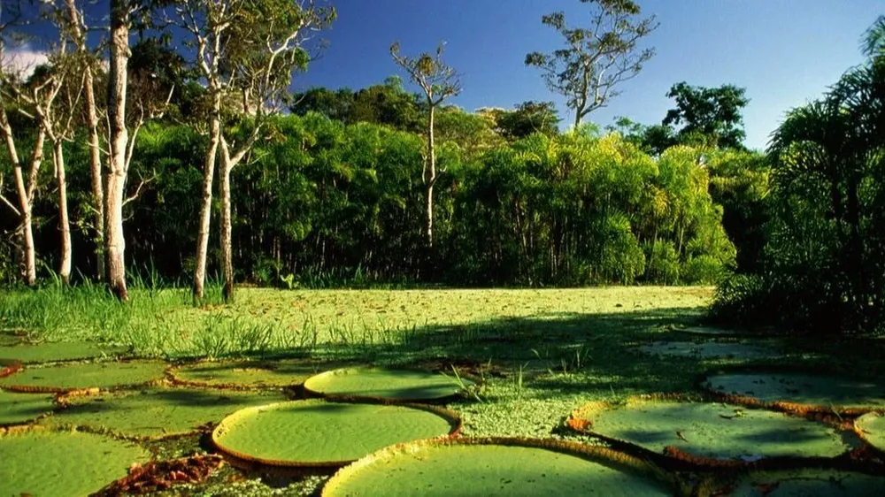 Miles de especies de árboles se encuentran en peligro