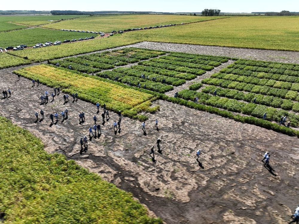 Cultivos de verano: jornada de actualización, en chacras con ensayos en Soriano.