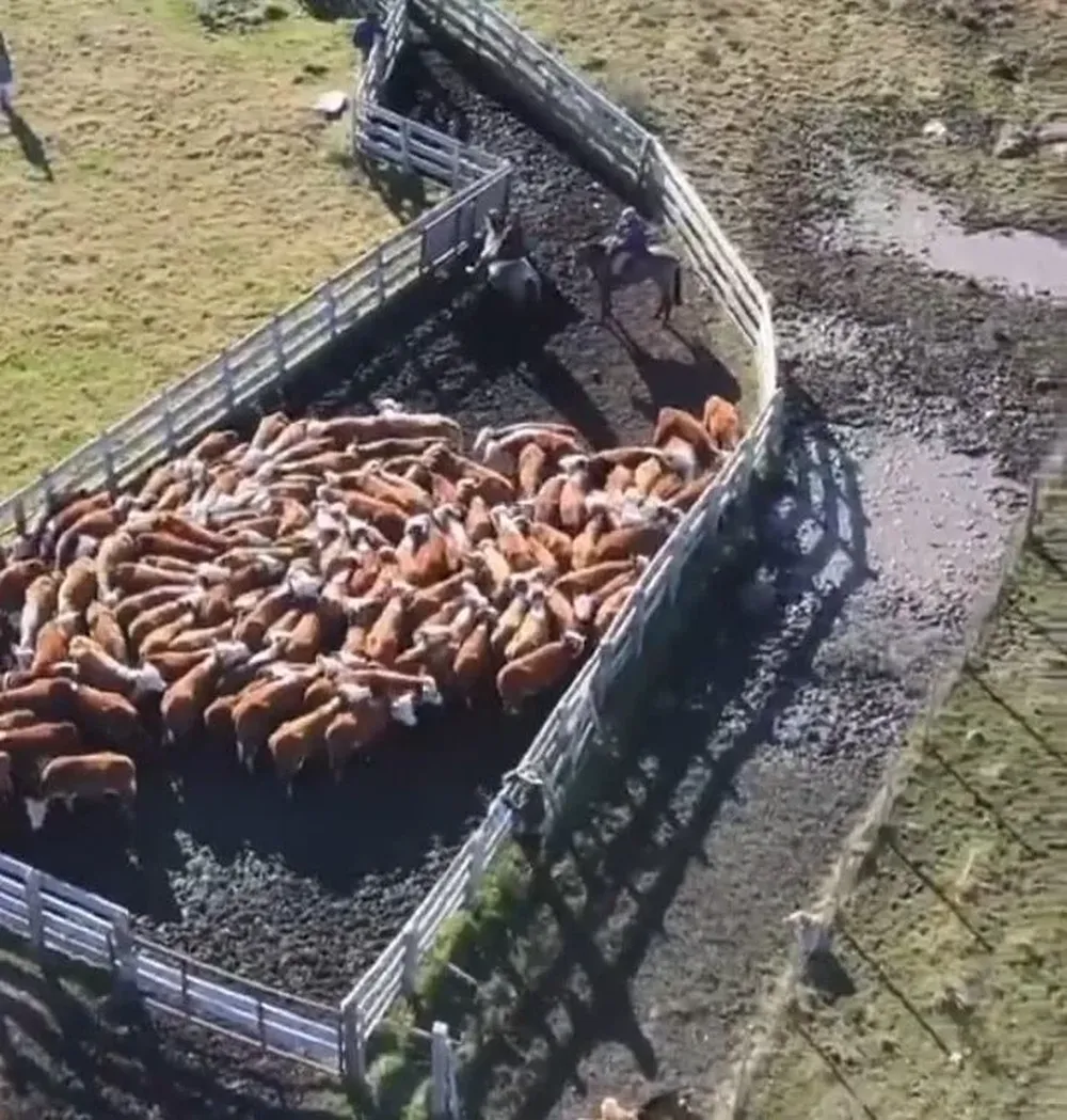 Vaquillonas Hereford destinadas a la exportación.