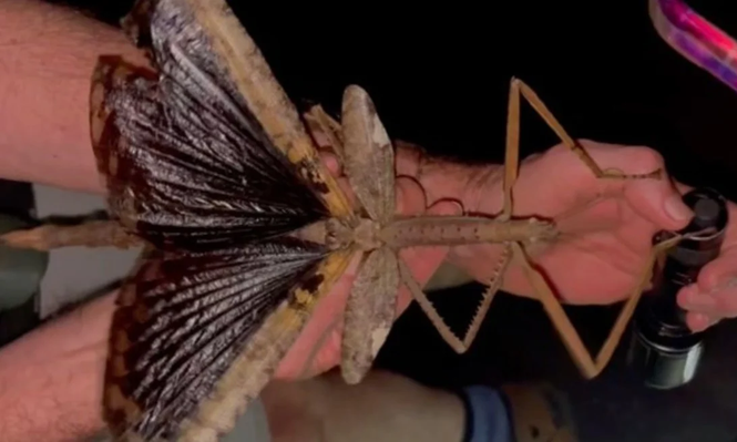 Un insecto palo gigante de 40 centímetros &nbsp;sorprende a la ciencia en Australia.