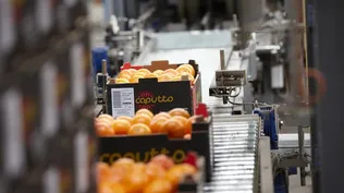 Cítricos uruguayos&nbsp;