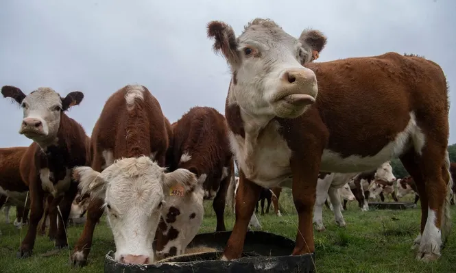 La carne vacuna representó más de la quinta parte de las exportaciones uruguayas en 2021