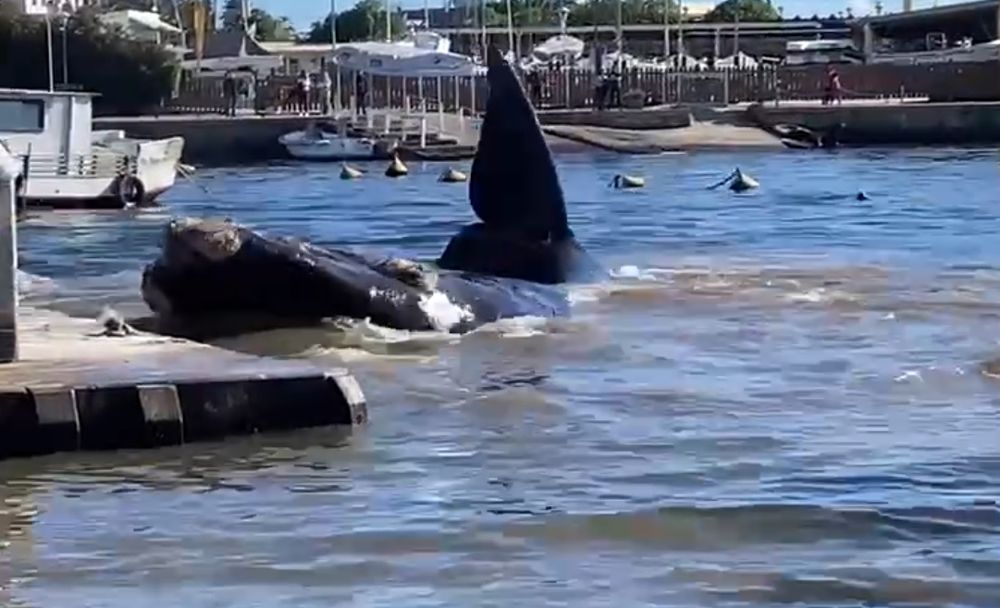 La ballena avistada en el puerto de Punta del Este