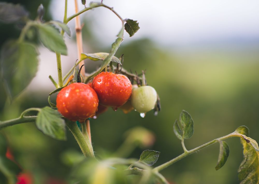 Plantas de tomates.