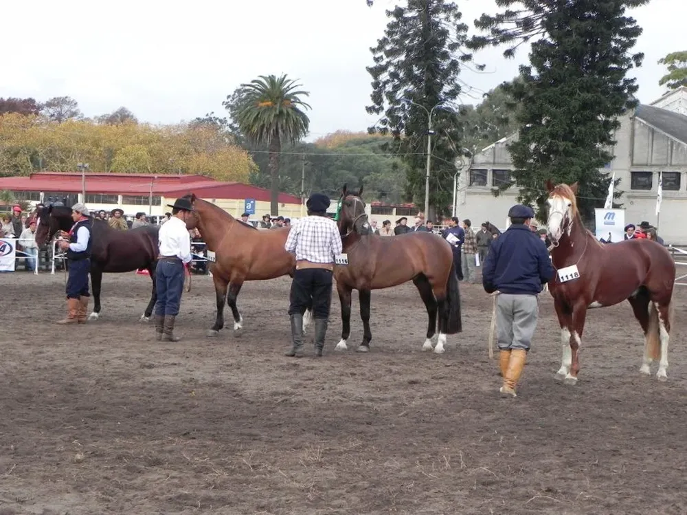 Se percibe gran entusiasmo entre los criadores de la tradicional raza equina